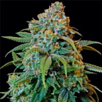 Liberty Haze